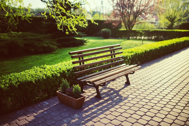 haag planten